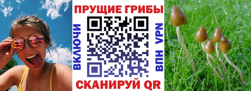 Купить где  Клинцы  Галлюциногенные грибы мухоморы 